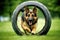 German Shepherd training. Agility competitions