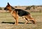 German shepherd upright