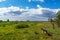 German shepherd walking at the meadow during sunny day