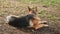 German shepherd walking in the nature at the park