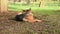 German shepherd walking in the nature at the park