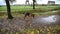 German shepherd walking in the nature at the park