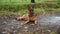 German shepherd walking in the nature at the park