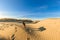 German shepherd walking on young sand dunes formed by flooding at high tides