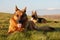 German shepherds on the grass