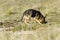 German Sheppard police dog sniff searching for drug