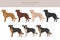 German Sheprador clipart. German Shepherd Labrador retriever mix. Different coat colors set