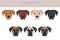 German Sheprador clipart. German Shepherd Labrador retriever mix. Different coat colors set