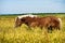 German shire horse in the field