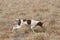 German short hair pointer dog following scent