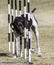 German short hair pointer going through weave poles