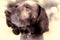 German short-haired pointer dog. Close-up distinguished pedigree