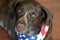 German Short-haired Pointer Dog Wearing Patriotic Scarf