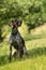 German shorthair dog in nature background