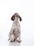 German shorthair pointer puppy