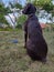 German Shorthair Pointer sitting with back towards the camera