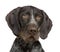 German Shorthaired Pointer (4 years)