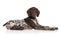 German shorthaired pointer