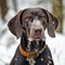 German Shorthaired Pointer, black and tan, winter portrait
