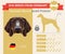 German Shorthaired Pointer dog breed infographics