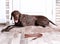 German Shorthaired Pointer dog lying and leash