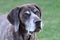 German Shorthaired Pointer dog portrait