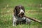 German shorthaired pointer, german kurtshaar one brown spotted puppy