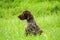 German shorthaired pointer, german kurtshaar one brown spotted puppy photo in profile