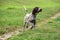 German shorthaired pointer, german kurtshaar one brown spotted puppy runs along the field