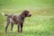 German shorthaired pointer, german kurtshaar one brown spotted puppy tranquility, calm look