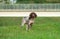 German shorthaired pointer, german kurtshaar one spotted puppy with brown ears stand
