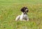 German shorthaired pointer, german kurtshaar one spotted puppy lying on green grass