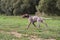 German Shorthaired Pointer, German kurtshaar one spotted puppy in motion