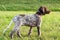 German shorthaired pointer, german kurtshaar one spotted puppy stand up