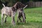 German Shorthaired Pointer, German kurtshaar two puppies age three months