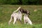 German shorthaired pointer, german kurtshaar two spotted little puppy