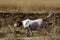 German Shorthaired Pointer hunting