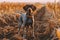 German shorthaired pointer. Hunting dog in the field. Generative AI