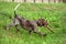 German shorthaired pointer, kurtshaar one brown spotted puppy goes down the hill with a stick
