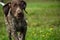 German shorthaired pointer, kurtshaar one brown spotted puppy running fast across the field