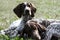 German shorthaired pointer, kurtshaar two brown spotted puppy