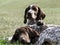 German shorthaired pointer, kurtshaar two brown spotted puppy
