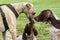 German shorthaired pointer, kurtshaar two brown spotted puppy and whippet breed dog sniff each other faces
