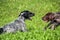 German shorthaired pointer, kurtshaar two spotted little puppy