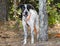 German Shorthaired Pointer mixed breed dog