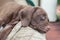 German shorthaired pointer puppies