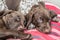 German shorthaired pointer puppies