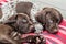 German shorthaired pointer puppies