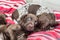 German shorthaired pointer puppies