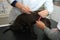 German Shorthaired Pointer Puppy at vet